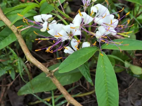 Cleome aculeata