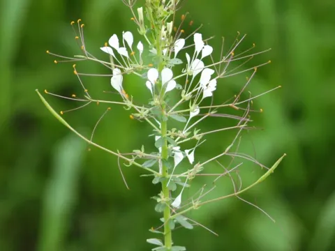 Cleome affinis