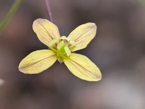 Cleome aspera