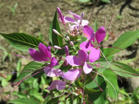 Cleome cardinalis