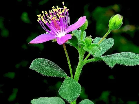 Cleome chelidonii