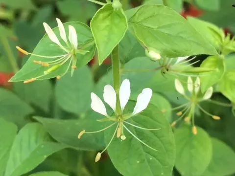 Cleome diffusa