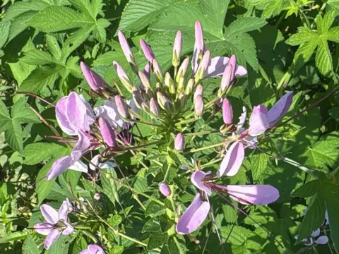 Cleome hassleriana