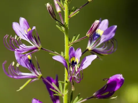 Cleome hirta