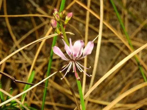 Large-leaf spider flower