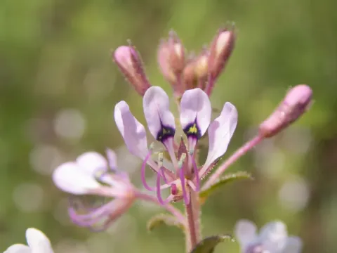 Cleome monophylla