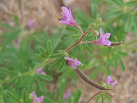 Cleome rubella