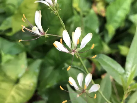 Cleome serrata