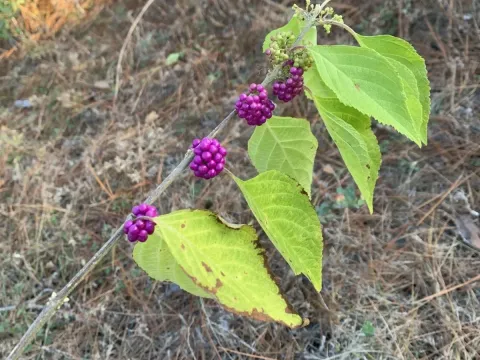 American beautyberry