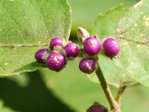 Callicarpa mollis