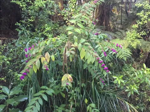 Callicarpa rubella