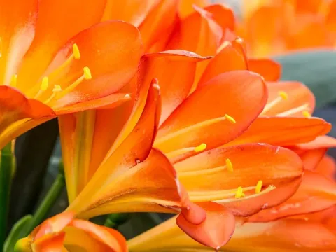 Clivia