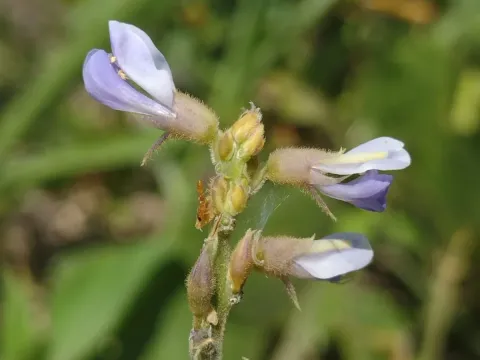 Calopogonium caeruleum