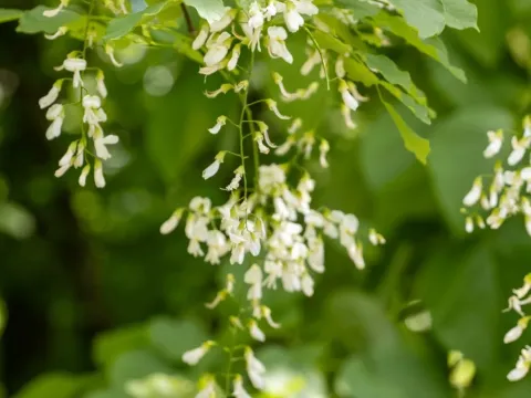 Yellowwood