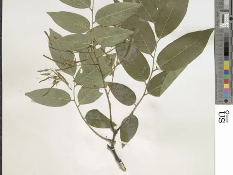 Cladrastis wilsonii