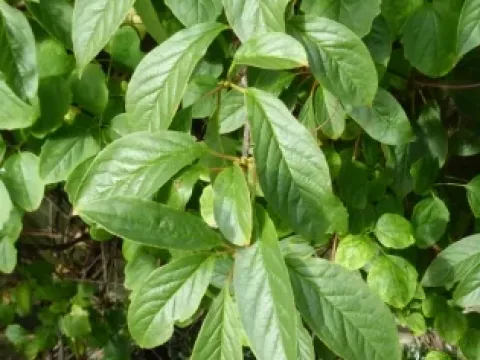 Clematoclethra
