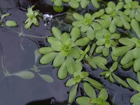 Starwort