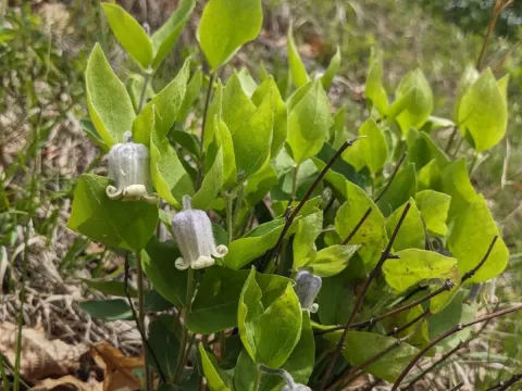 Clematis albicoma