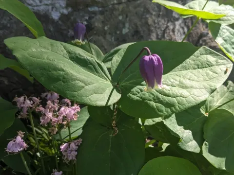 Addison's leather flower