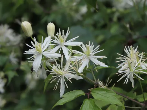 Clematis apiifolia