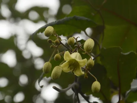Clematis barbellata