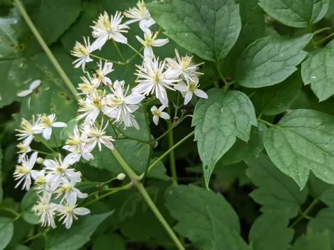 Clematis brevicaudata