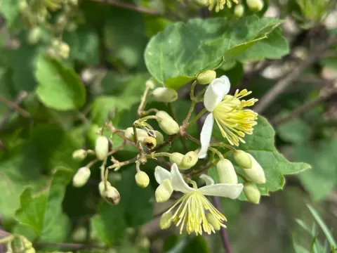 Clematis brachiata