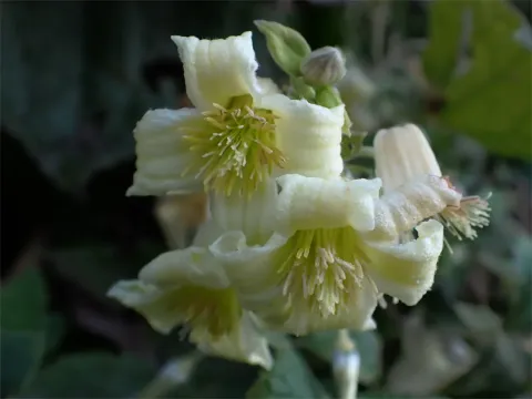 Buchanan's Clematis