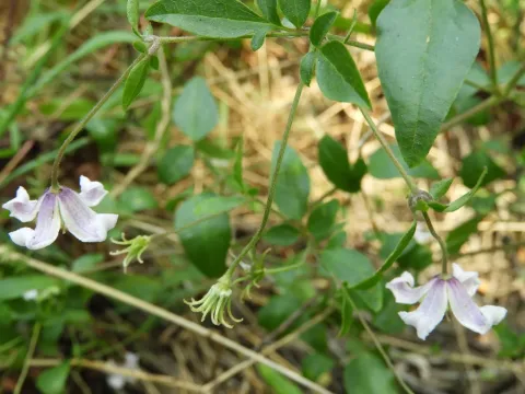 Bell-flowered clematis