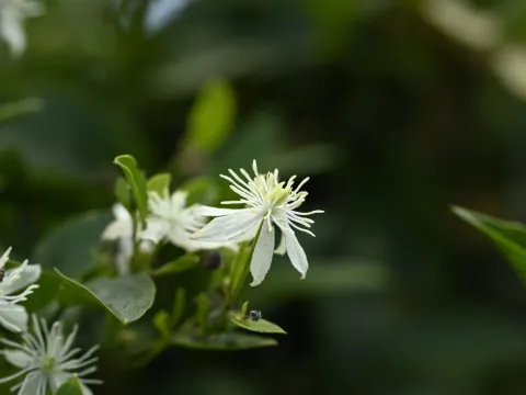 Chinese clematis