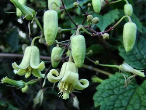 Clematis connata