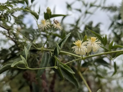 Clematis campestris