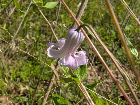 Curly clematis