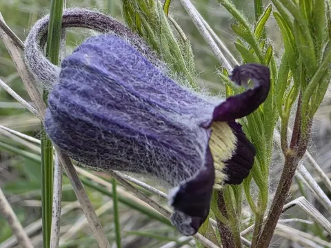 Clematis hirsutissima
