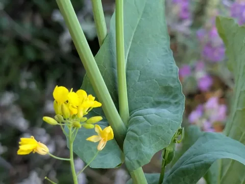 Napa cabbage