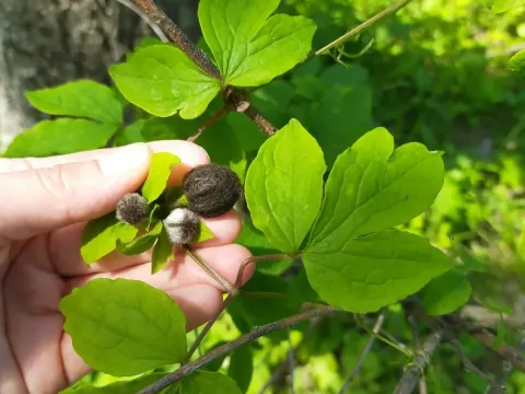 Brown clematis