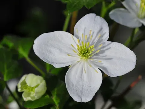 Clematis gracilifolia