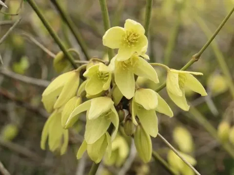 Clematis glauca