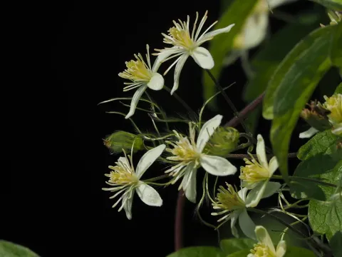Clematis grata