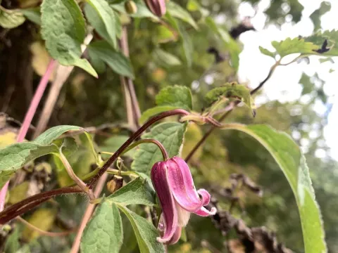 Clematis lasiandra