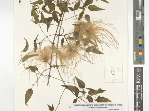 Montevideo clematis