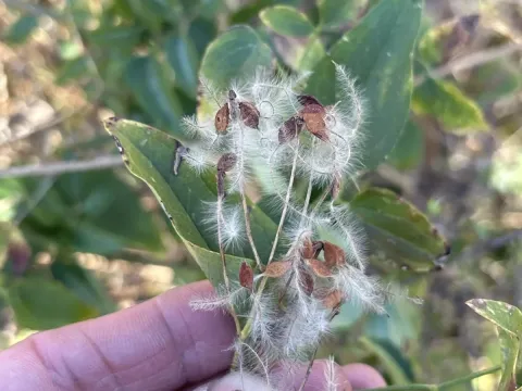 Sweet autumn clematis
