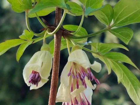 Nepalese clematis