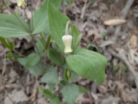 Yellow-haired leather flower