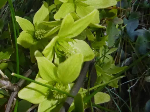 Clematis petriei