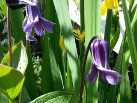Clematis prattii