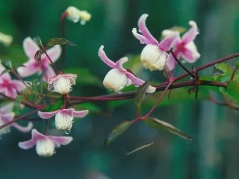 Clematis ranunculoides