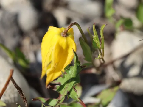 Golden clematis