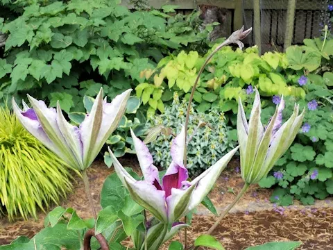 Clematis vedrariensis