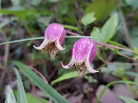 Vase vine